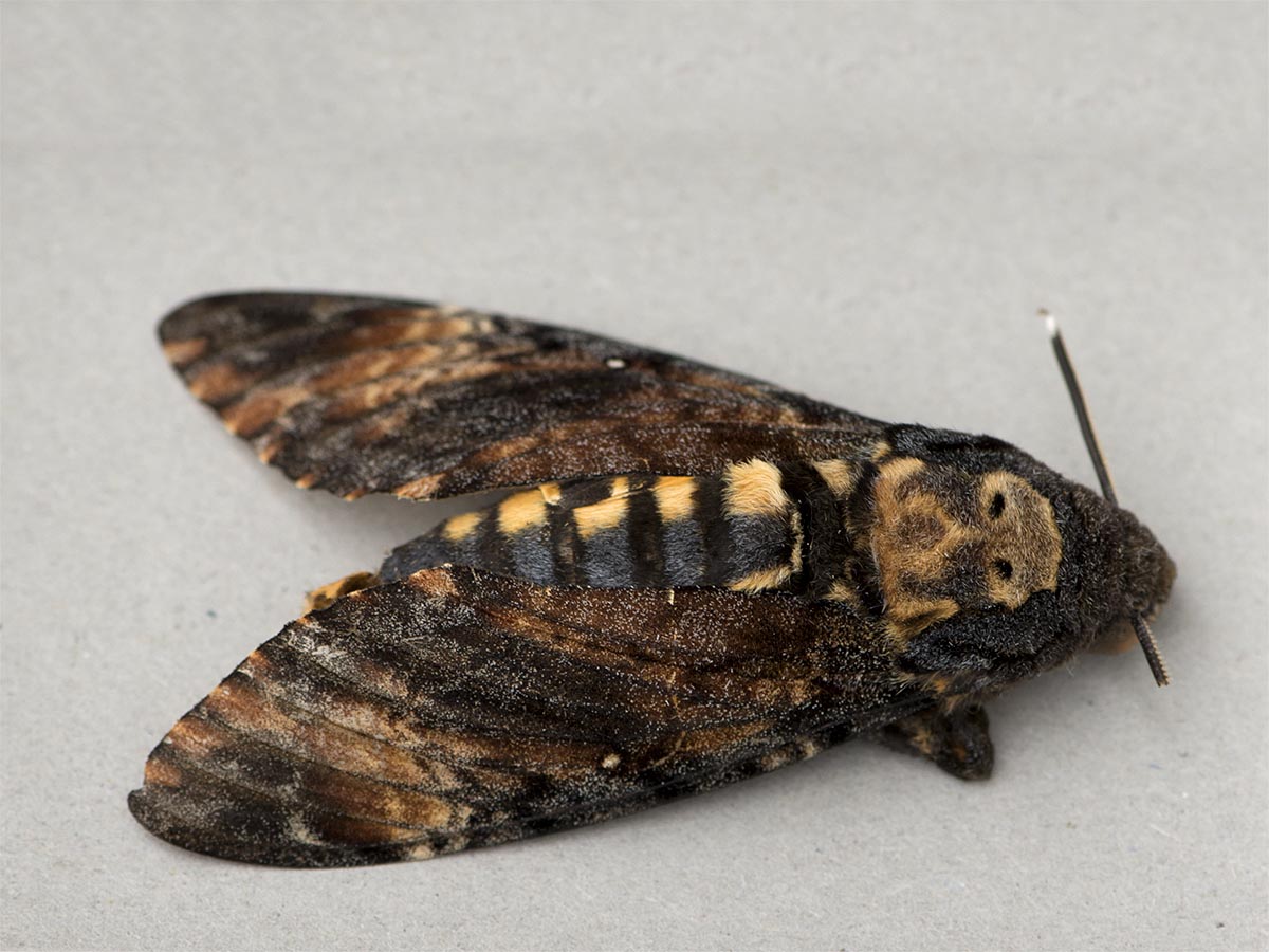 Acherontia atropos